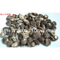 100% natürlicher Verschmutzungsfreier getrockneter 4-5cm glatter Shiitake-Pilz